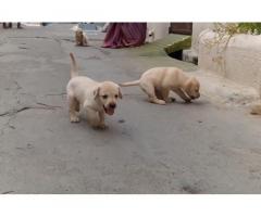 Quality Lab Puppies available Erode