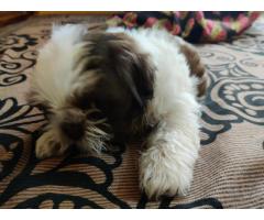 ShihTzu Puppies available in chennai