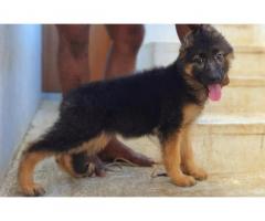 German Shepherd Long Coat Puppy Available Coimbatore - 2