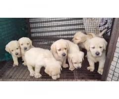 Lab Male Female Puppies Looking for New Home