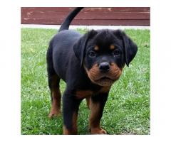 Rottweiler Puppy Available in Pune - 1
