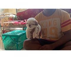 Shihtzu Male Puppies available for sale in Mumbai - 1