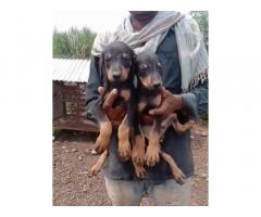 Doberman Male Puppies Available Satara