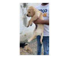 Lab Female for Sale