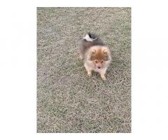 Pom Puppies Price in Ludhiana, For Sale, Buy Online
