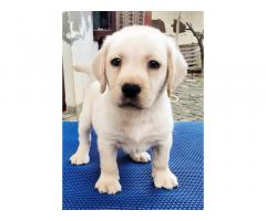 Show quality lab male puppy searching new home