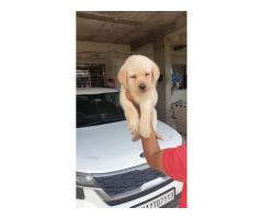 Labrador Male Puppies Available in Pune - 1
