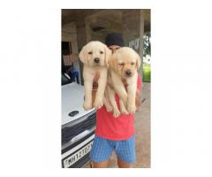 Labrador Male Puppies Available in Pune