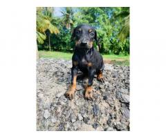 Top quality Doberman puppies available KUPPU’S kennel