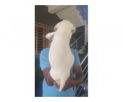 Good Quality Lab Male Puppy Available at Bhavani