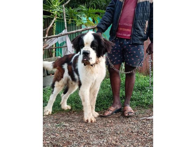 St Bernard Stud Male Available for Sale - 1/2