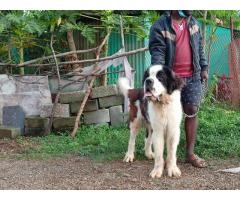 St Bernard Stud Male Available for Sale