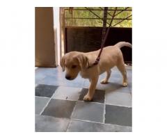 Lab 2 Month Old Female Puppy Available Pimpri Pune