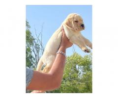 Labra Top Quality Male Female Pup Available