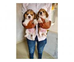 Beagle Puppies available in Navi Mumbai Vashi - 1