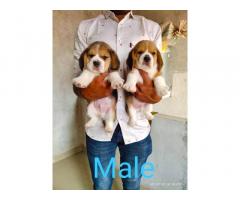 Beagle Puppies available in Navi Mumbai Vashi - 2