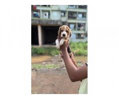 Beagle Male for Sale in Pune, Buy Online, Price - 1