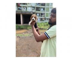 Beagle Male for Sale in Pune, Buy Online, Price - 2