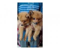 Culture Pom puppy for Sale