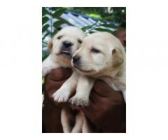 Labrador Puppies Booking Started in Kollam