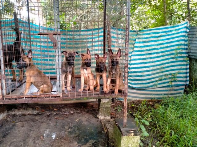 Malinois Puppies Price in Haripad, For Sale, Buy Online - 1/1