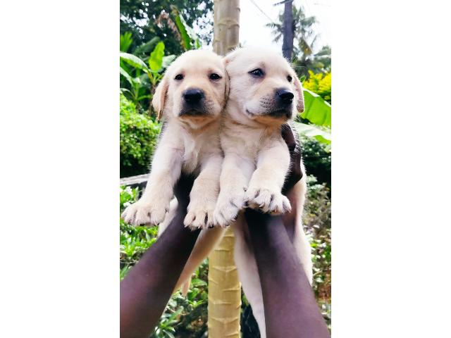 Quality Certified Lab Puppies For Sale in Kottayam - 1/1