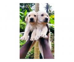 Quality Certified Lab Puppies For Sale in Kottayam - 1
