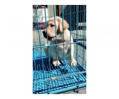 Buy Lab Puppies in Bhogpur, For Sale, Price