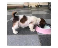 Buy Shihtzu Puppies Online, For Sale, Price, Ludhiana