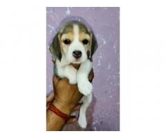 Beagle Puppies for Sale in Ambala, Buy Online, Price