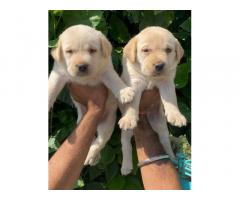 Buy Labrador Retriever Online, For Sale, Price, Jalandhar