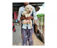 Labrador Dog Puppy Price in Indore, For Sale, Buy Online