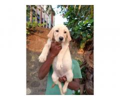 Labrador Female Puppies For Sale in Pune - 1