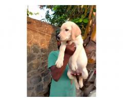 Labrador Female Puppies For Sale in Pune