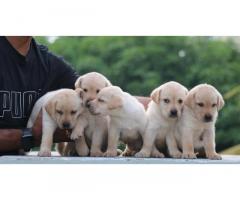 Dog for Sale, Labrador Puppies available in Chennai, Price - 1