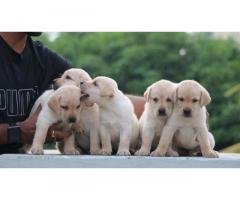 Dog for Sale, Labrador Puppies available in Chennai, Price - 2