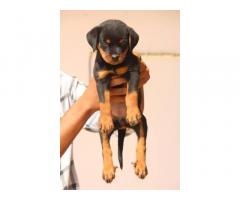 Rottweiler Dog Puppies Price in Bilaspur, For Sale, Buy Online