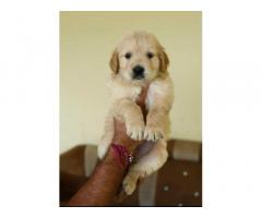 Price of Golden Retriever, Dog For Sale, Buy Online - 1