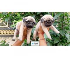 Pug Dog Puppies Price in Pune, For Sale, Buy Online - 1
