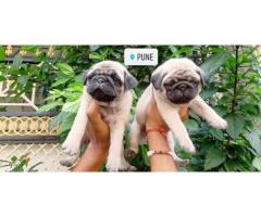 Pug Dog Puppies Price in Pune, For Sale, Buy Online - 2