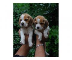 Beagle Dog Puppies for Sale, Buy Online, Price - 2