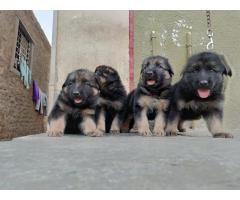 Heavy Size German Shepherd puppies available for sale Aryan Pet