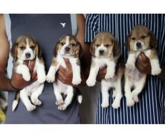 Pure show Quality Beagle available with KCI paper Vashi Mumbai