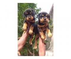 Super quality import line Rottweiler available for Sale in Pune - 1