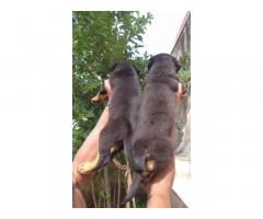 Super quality import line Rottweiler available for Sale in Pune - 2