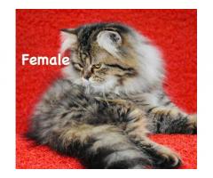 Persian Tiger Tabby Kitten for Sale in Pune, Buy Online, Price