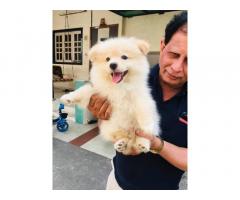 Toy Pomeranian Puppy available in Surat for Sale, Price