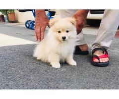 Toy Pomeranian Puppy available in Surat for Sale, Price