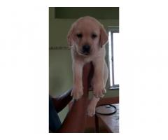 Lab Male Available for Sale in Pune, Buy Online, Price - 1