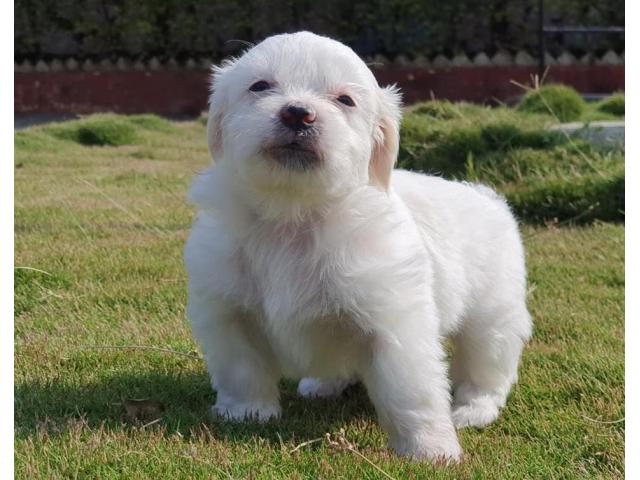 Lhasa Apso Puppy for Sale in Narayangaon, Buy Online, Price - 1/4